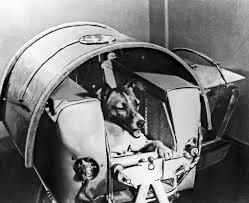 first animal put into space by ussr