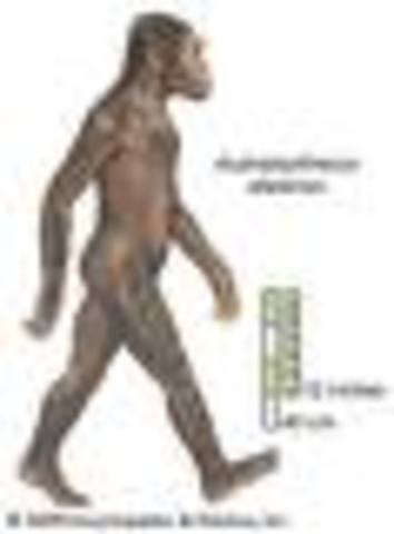 Australopithecus Afarensis