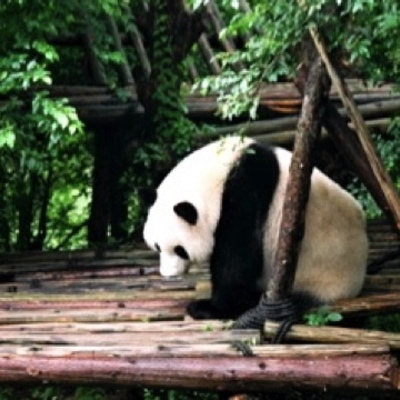 Timeline: Famous Pandas In The United States