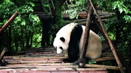 Timeline: Famous Pandas In The United States