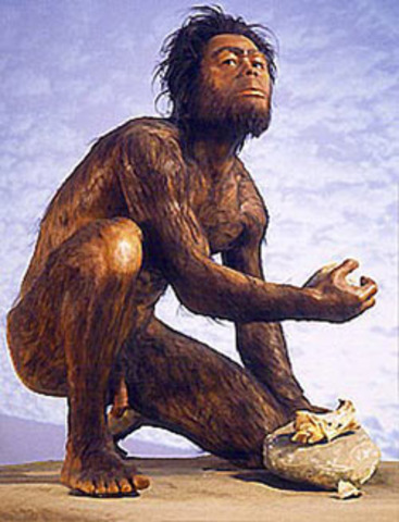 Homo habilis - 2 million to 1.5 million B.C.E.