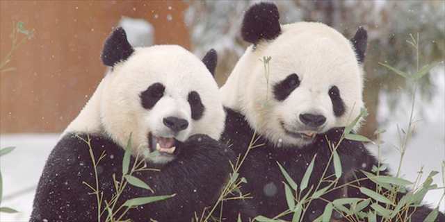 Mei Xiang & Tian Tian