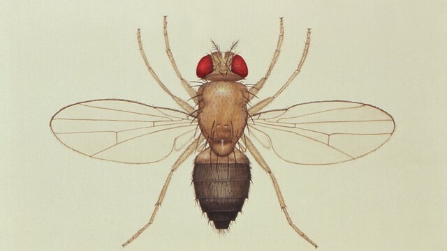 First animal in space by USA