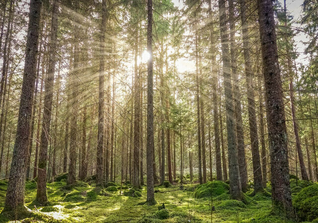 El mejoramiento ambiental