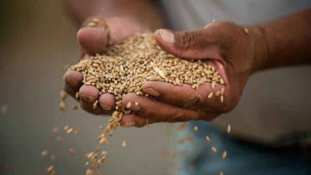 Abastecimiento de trigo