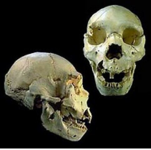 Homo antecessor 2