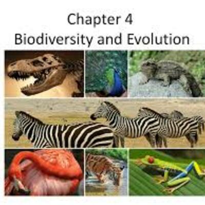Timeline: Biodiversity and Evolution