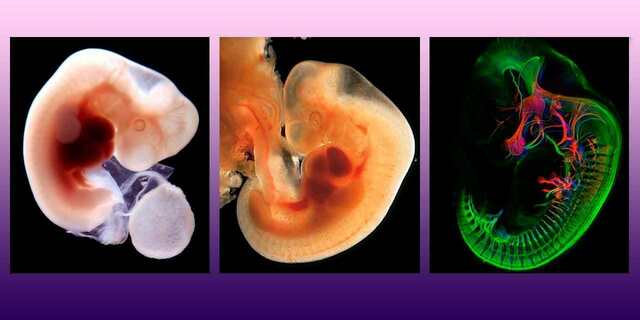 Morgan separa la genética de la embriología