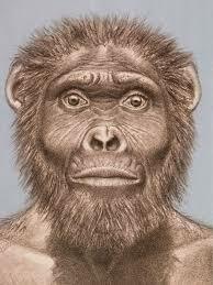 Australopithecus garhi