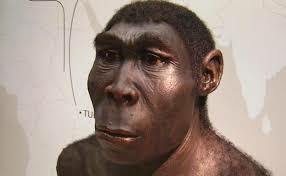Homo erectus