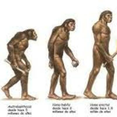 Timeline: De primats a l'hominids