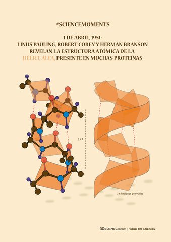 Descubrimiento de la estructura de la hélice α protéicas