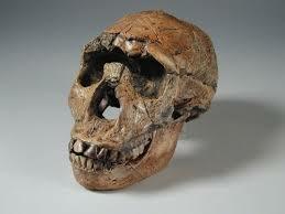 Crani Homo ergaster