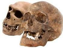 Crani Homo Antecessor