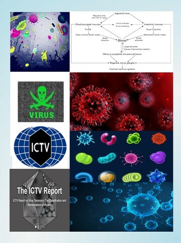 Establecimiento del comité internacional de nomenclatura de los virus