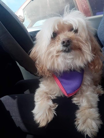 Llegada de mi perrita Greta