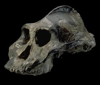 Paranthropus aethiopicus