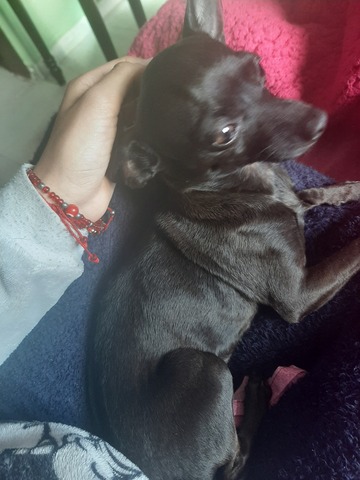 Adopción de mi perrita