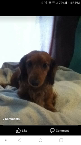 My dog Teddy was born