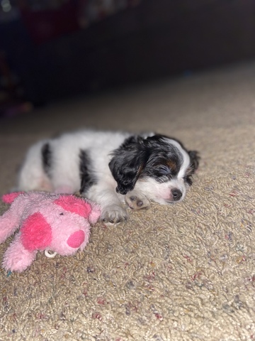 Got my dog that I have now