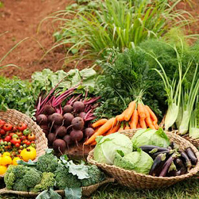 Timeline: La Agricultura