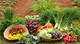 Timeline: La Agricultura