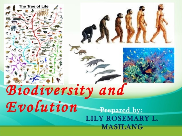 How are Biodiversity and Evolution related?