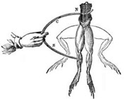 1670 – Jan Swammerdan (1637 – 1680) – Sistema nervioso en la conducta, acción mecánica del nervio
