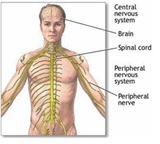 1812- Charles Bell (1774 – 1842) – Anatomía nerviosa moderna
