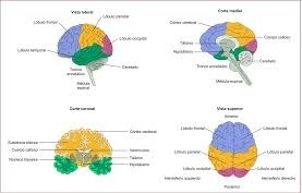 1835 – Johannes Peter Müller (1801-1858) – Ley de las energías sensoriales específicas