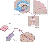 1844 – Emil du Bois-Roymond – impulso nervioso como estímulo eléctrico