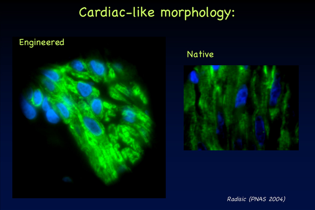 Desarrollo de células cardiacas en biorreactor