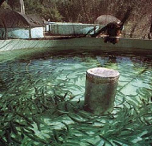 Primera granja de peces en E.E.U.U