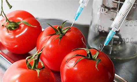 Primer Alimento Genéticamente Modificado