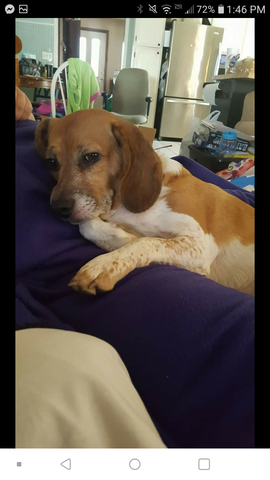 My dog Daisy was born