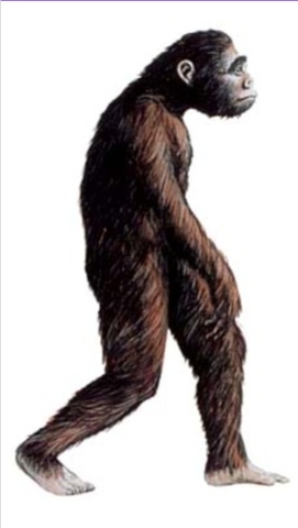 Homo Neanderthalensis