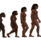 1200px female human evolution 2