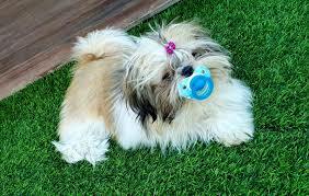 em regalan un gosset, per fi!!