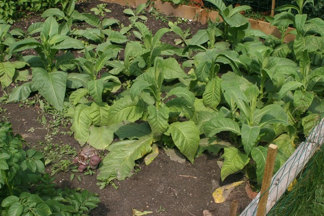 Natives plant and Harvest Tabacco