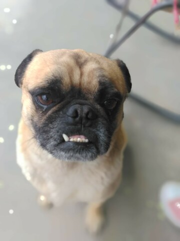 cuando adopte a mi perrito