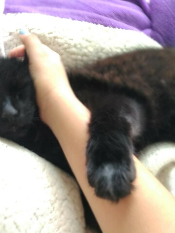 cuando adopte a mi gatito