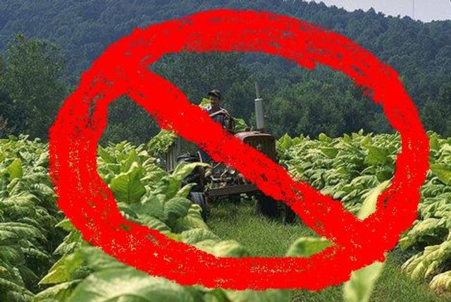 Maryland Prohibits the Growing of Tobacco