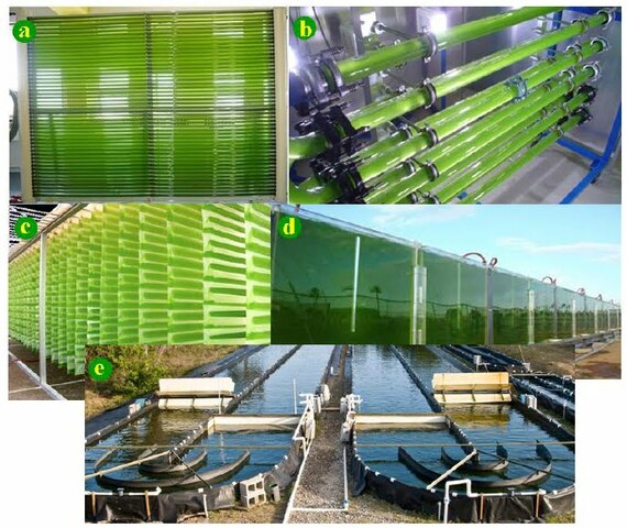 Biorreactores abiertos