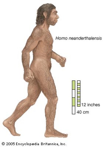 Homo Sapiens Neanderthals