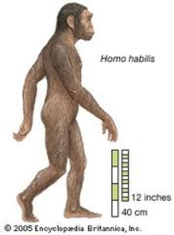 Homo Habilis