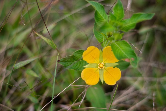 Acuerdo de PAZ- FARC