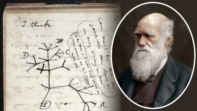 Darwin's Theory of Evolution