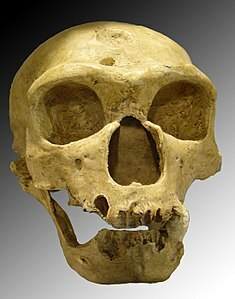Homo neanderthalensis,