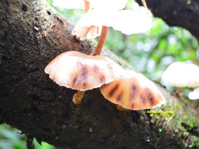 PRINCIPIO DE UTILIZACIÓN DISPONIBLE