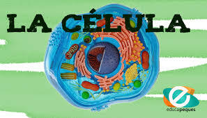 CELULA